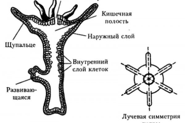 Кракен официальная ссылка